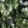 Salvia rosmarinus (Prostratus Group) 'Capri'