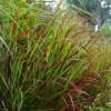 Panicum virgatum 'Shenandoah' (Switch grass 'Shenandoah')
