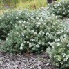 Westringia fruticosa (Australian rosemary)