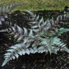 Athyrium niponicum var. pictum 'Pewter Lace' (Japanese painted fern 'Pewter Lace')