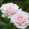 Rosa 'A Whiter Shade Of Pale' (Rose 'A Whiter Shade Of Pale')