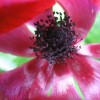 Anemone coronaria 'Bordeaux' (Garden anemone 'Bordeaux')