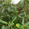 	        Mahonia aquifolium (Oregon grape)	    