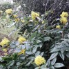 Mahonia aquifolium (Oregon grape)