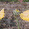 Papaver alpinum L. (Alpine poppy)