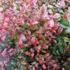 Mahonia aquifolium 'Atropurpurea' (Oregon grape 'Atropurpurea')