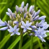 Agapanthus 'Luly' (African lily 'Luly')