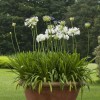 Agapanthus 'Luly' (African lily 'Luly')