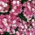 Dianthus 'Amazon Rose Magic' (Amazon Series) 