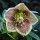Helleborus Snowdon strain