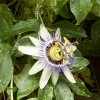 Passiflora caerulea (Blue passion flower)