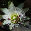 Passiflora caerulea 'Constance Elliot' (Passion flower 'Constance Elliot')