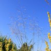 Deschampsia cespitosa 'Bronzeschleier' (Tufted hairgrass 'Bronzeschleier')