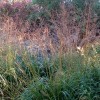 Molinia caerulea subsp. arundinacea 'Karl Foerster' (Purple moor grass 'Karl Foerster')