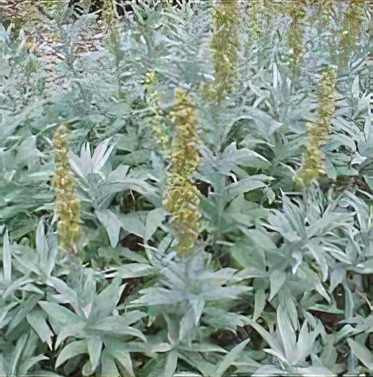 Artemisia ludoviciana 'Valerie Finnis' 