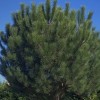 Pinus pinea (Umbrella pine)