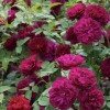 Rosa 'Darcey Bussell' (Rose 'Darcey Bussell')