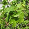 Acer campestre (Field maple)