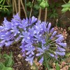 Agapanthus africanus (African blue lily)