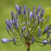 Agapanthus africanus (African blue lily)