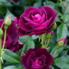 Rosa 'Burgundy Ice' (Rose 'Burgundy Ice')