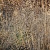 Deschampsia cespitosa 'Goldtau' (Tufted Hair Grass 'Golden Dew')