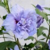 Hibiscus syriacus 'Blue Chiffon' (Rose mallow 'Blue Chiffon')