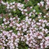 Thymus serpyllum 'Pink Chintz' (Thyme 'Pink Chintz')