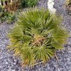 Chamaerops humilis (Dwarf fan palm)