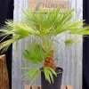Chamaerops humilis (Dwarf fan palm)