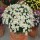 Argyranthemum 'Madeira White'