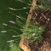 Lavandula angustifolia 'Munstead'