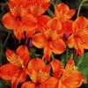 Alstroemeria 'Orange Glory'