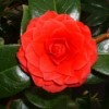 Camellia 'Black Lace'