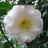Camellia japonica 'Doctor Tinsley'