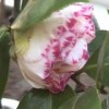 Camellia japonica 'Margaret Davis Picotee'