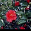Camellia japonica 'Sylva'
