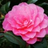 Camellia x williamsii 'Water Lily'