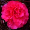 Camellia x williamsii 'Wilber Foss'