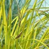 Carex elata 'Aurea'