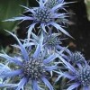Eryngium bourgatii 'Oxford Blue'