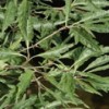 Fagus sylvatica var. heterophylla 'Aspleniifolia'