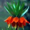 Fritillaria 'Rubra Major'