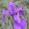 Iris sibirica 'Oban'