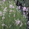 Lavandula angustifolia 'Loddon Pink'