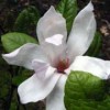 Magnolia 'Pinkie'