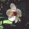Magnolia sieboldii subsp. sinensis