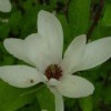 Magnolia x highdownensis