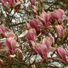 Magnolia x soulangeana 'Etienne Soulange-Bodin'