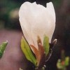 Magnolia x soulangeana 'Lennei Alba'